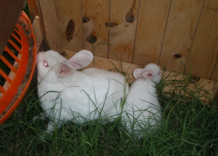 Karia Apart&pension Mesudiye